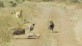 Unsuspecting Warthog Walks Right Into 2 Lions